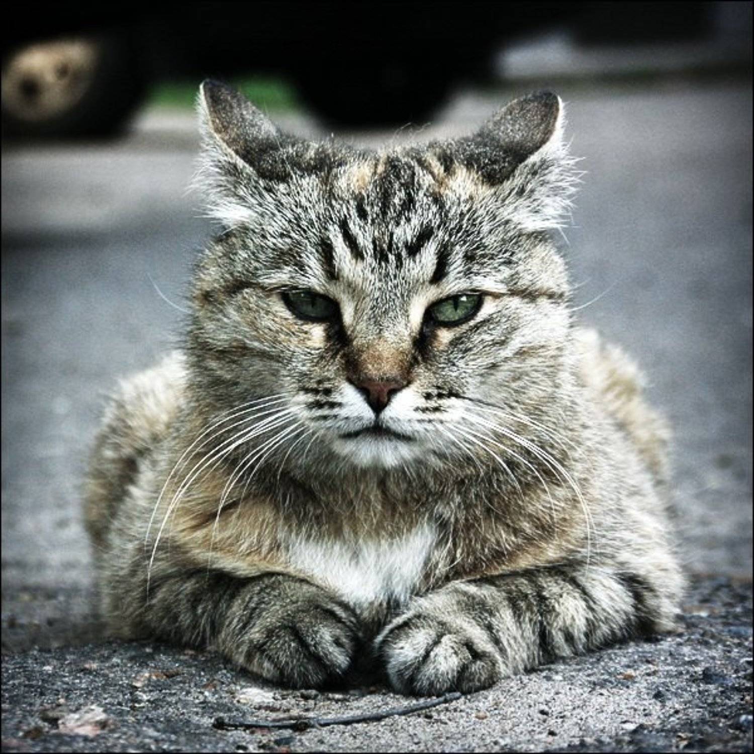 кот, кошка, взгляд, усы, Sergey Nikolayev