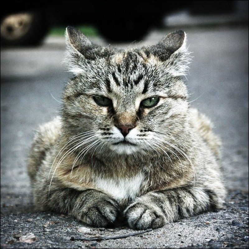 кот, кошка, взгляд, усы Деловой портрет фото превью