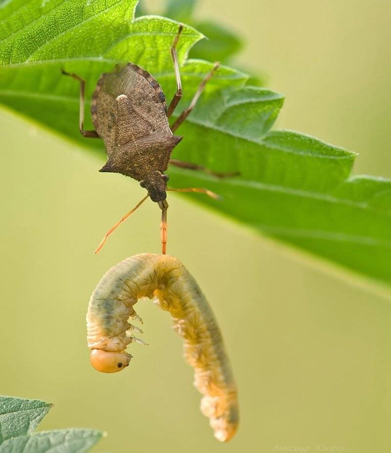 клоп, Александр