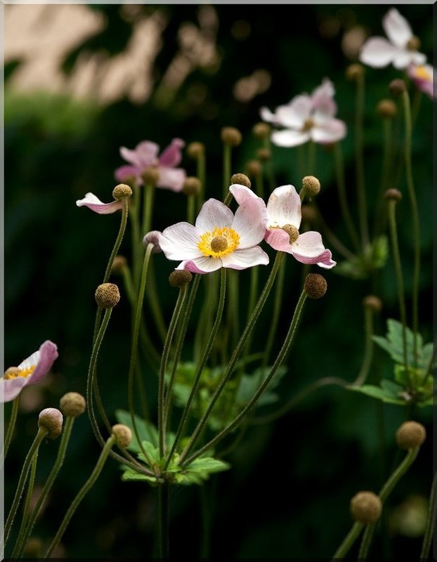 nevesomost фото превью