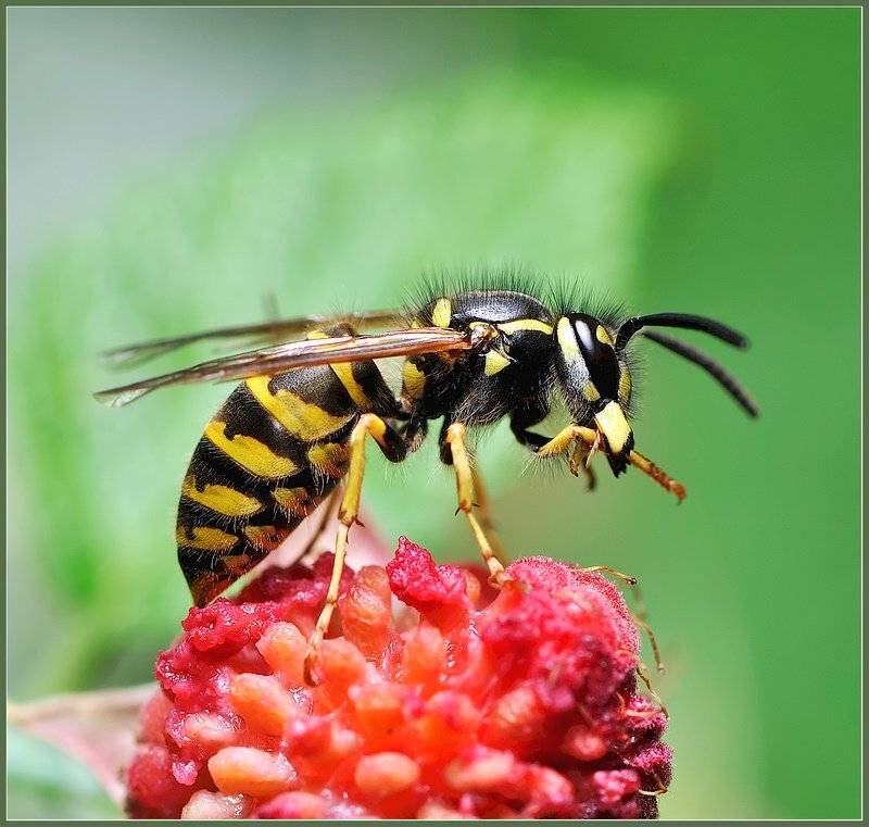 макро,насекомые,оса,, Евгений