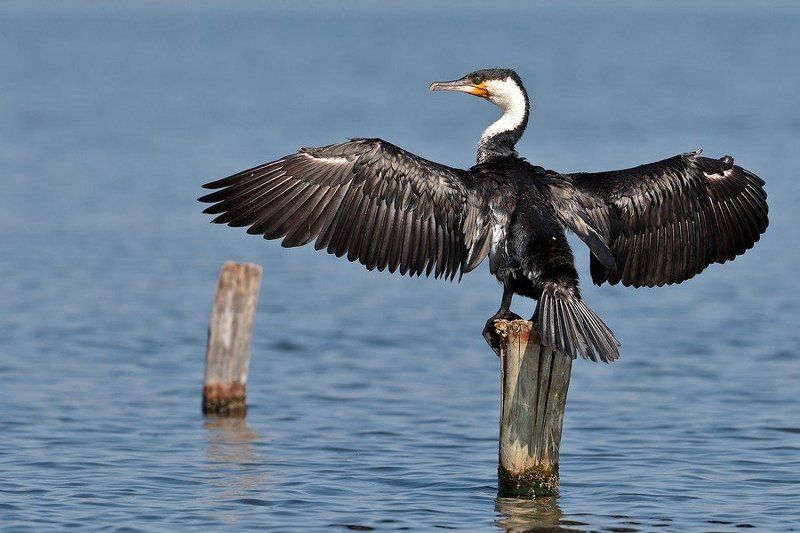 БакланоЛокатор. фото превью