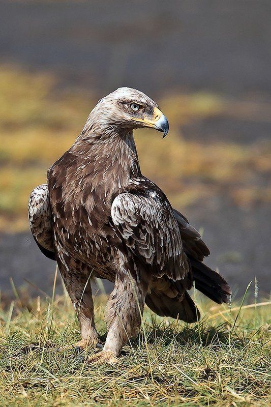 Коллекторский агент. фото превью