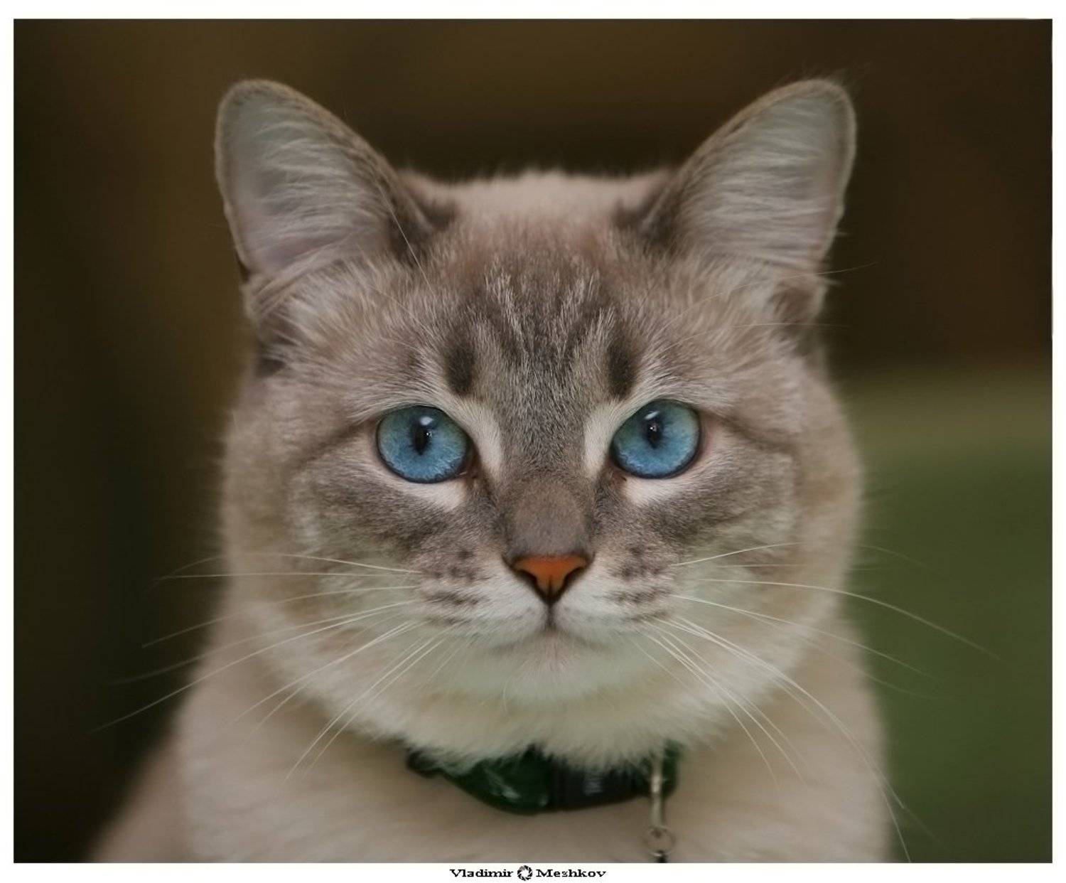 , &copy; =Vladimir  Meshkov=