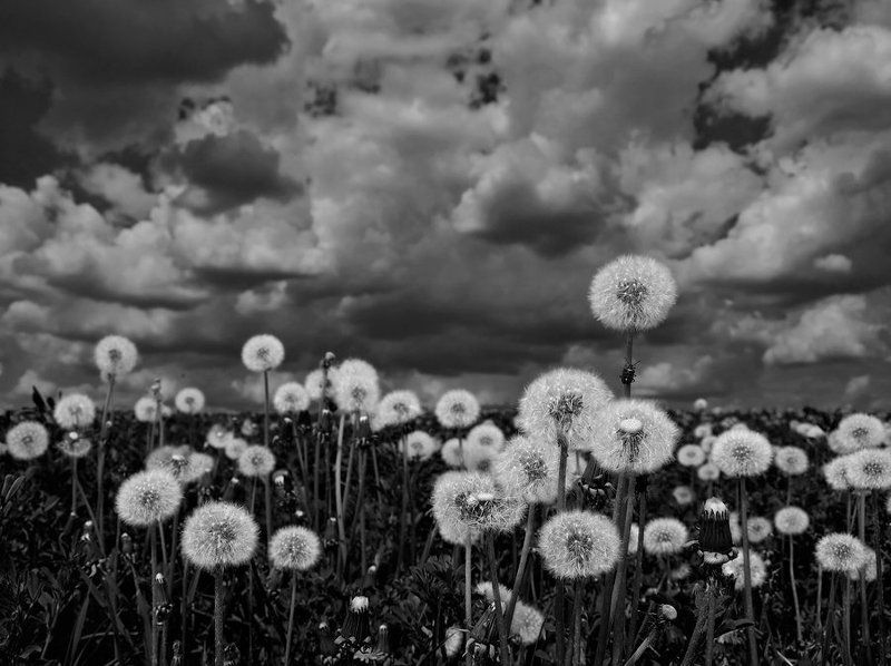 дозорный фото превью