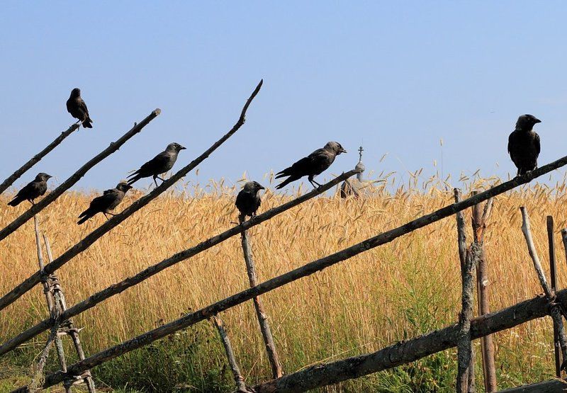 кижи, галки, стая, экскурсия, поле, храм Посмотрите налево... посмотрите направо (экскурсия в Кижи) фото превью