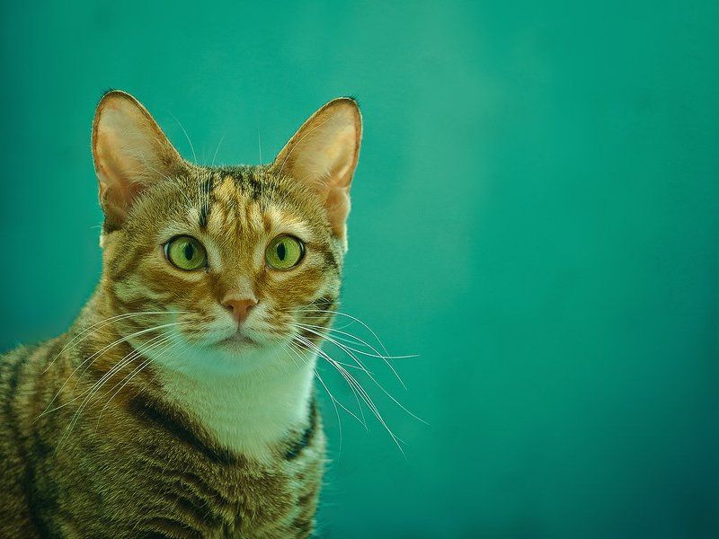 кошка Мотя фото превью