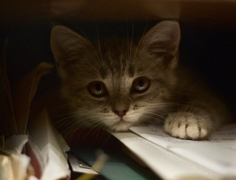 Клерк фото превью