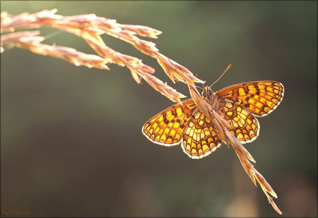 , Ростислав