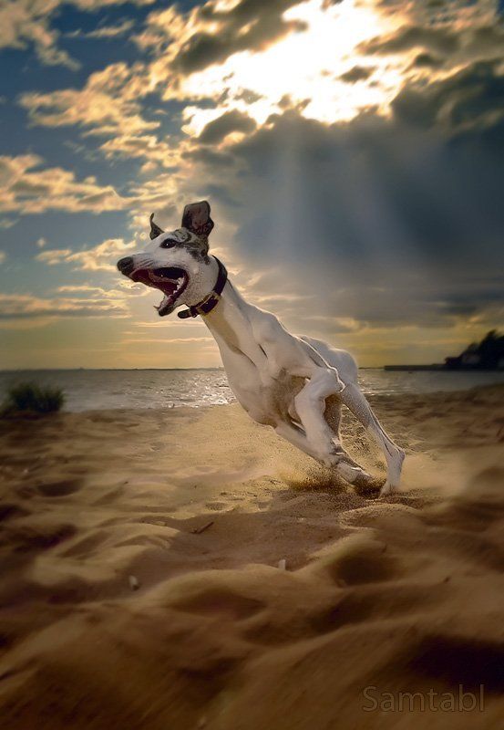 Бег 2 фото превью