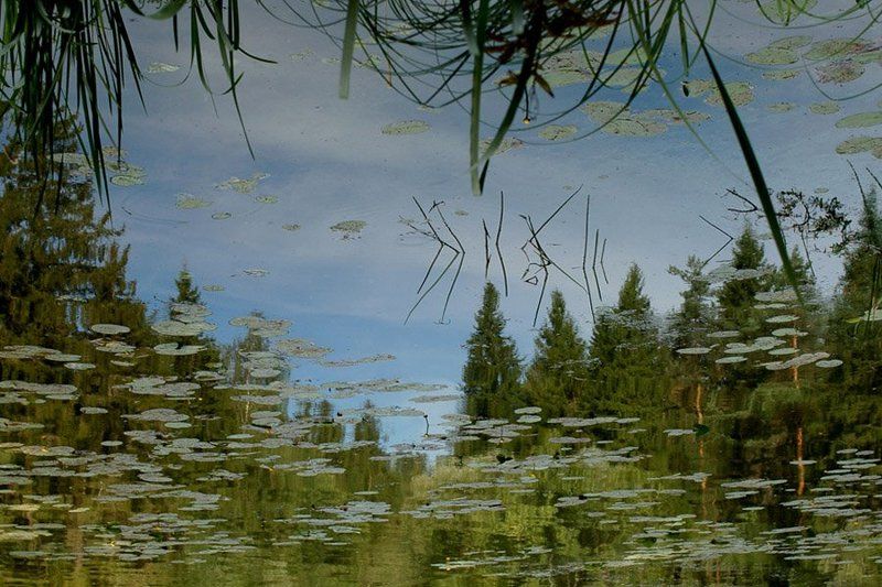 затон, вода, волга, тверская область, лисицкий бор, кувшинки Затон фото превью