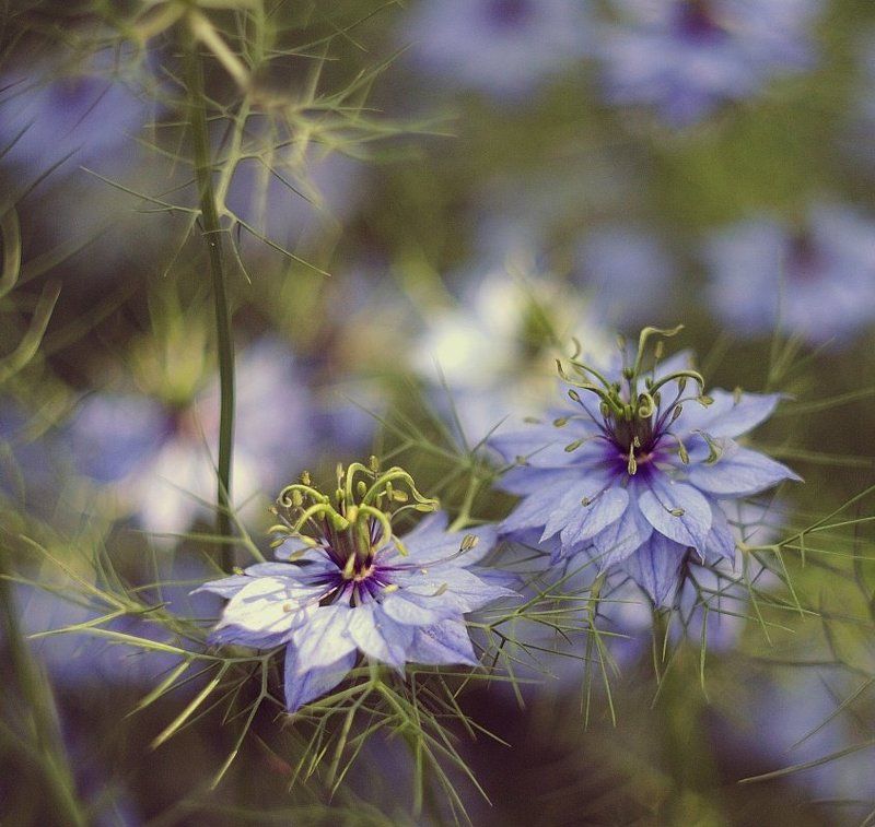 Узорчатость фото превью