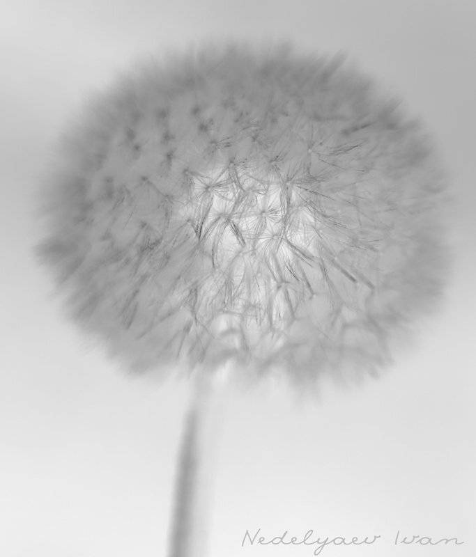 одуванчики, природа, цветы, настроение, лето, нежность, Иван Неделяев