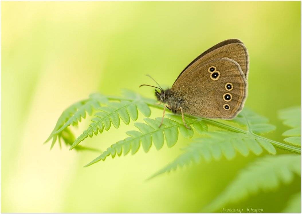 утро, Александр