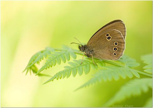 Сонное утро