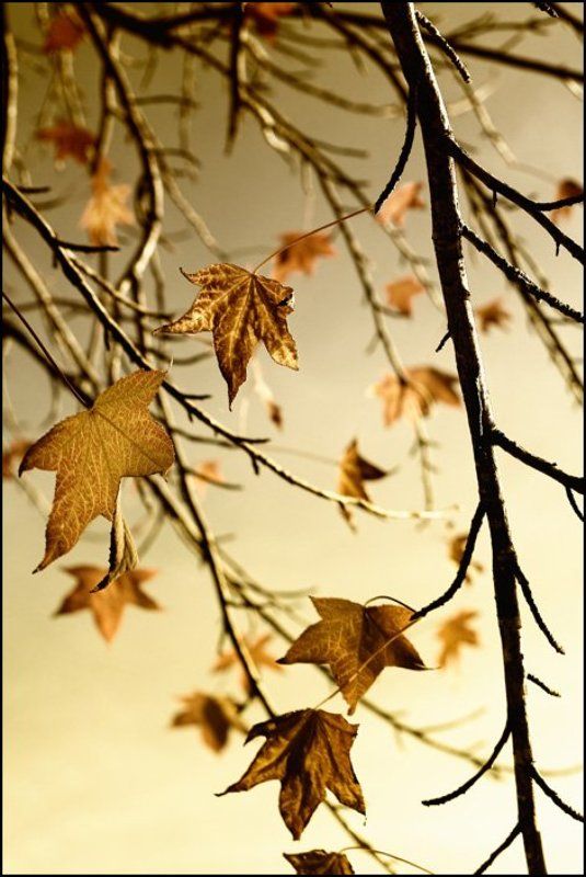 gold season фото превью