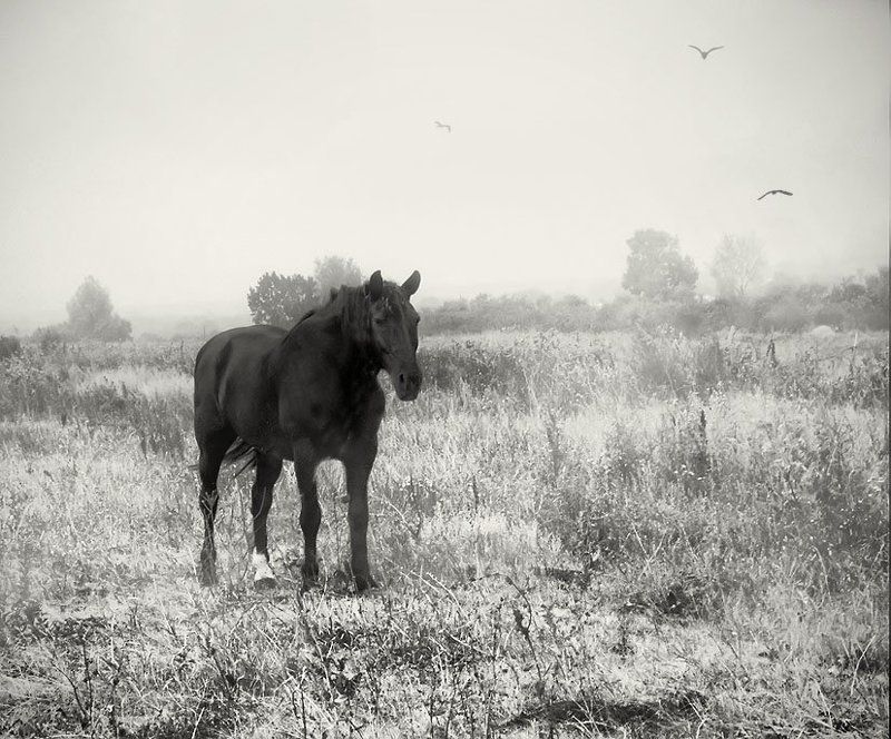 Noir фото превью