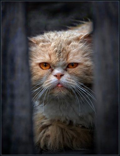 котеечка ...