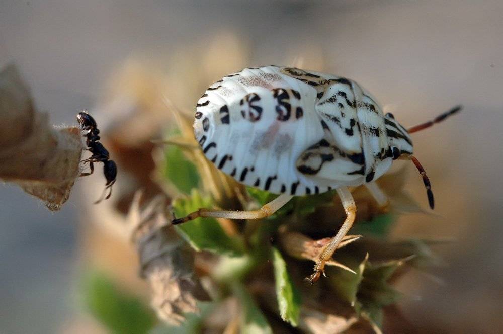 , Константин