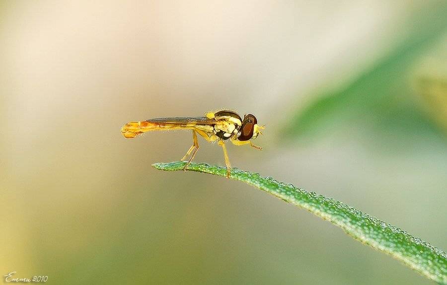 журчалка, природа, насекомое, макро, етти