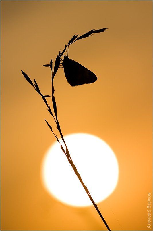 бабочка, утро, солнце, восход, травинка, память Памяти о ... фото превью
