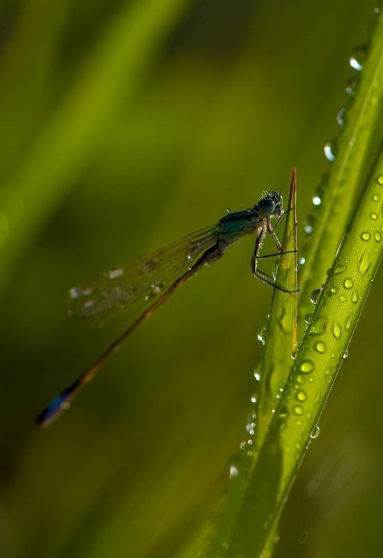 стрекоза Просушка... фото превью