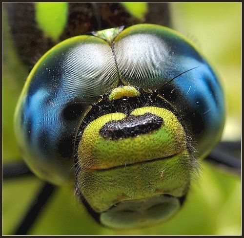 Глазки стрекозы.