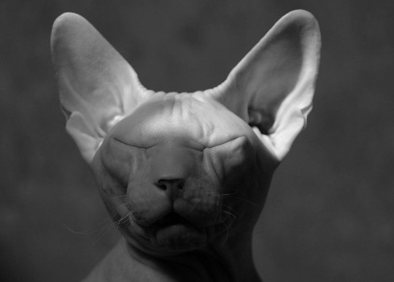 - про кота, который боится страшных историй, но всё равно их слушает... - фото превью