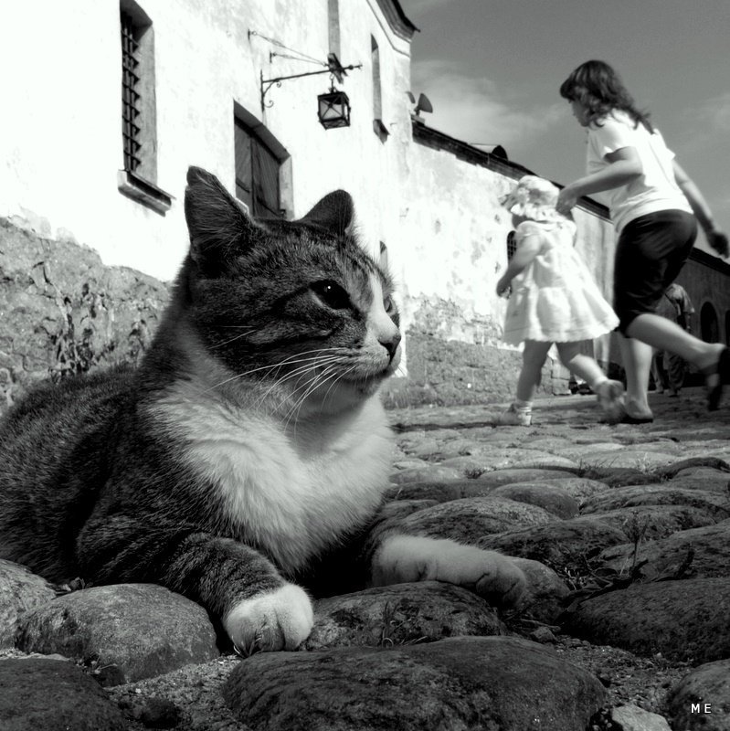 кошкофото фото превью