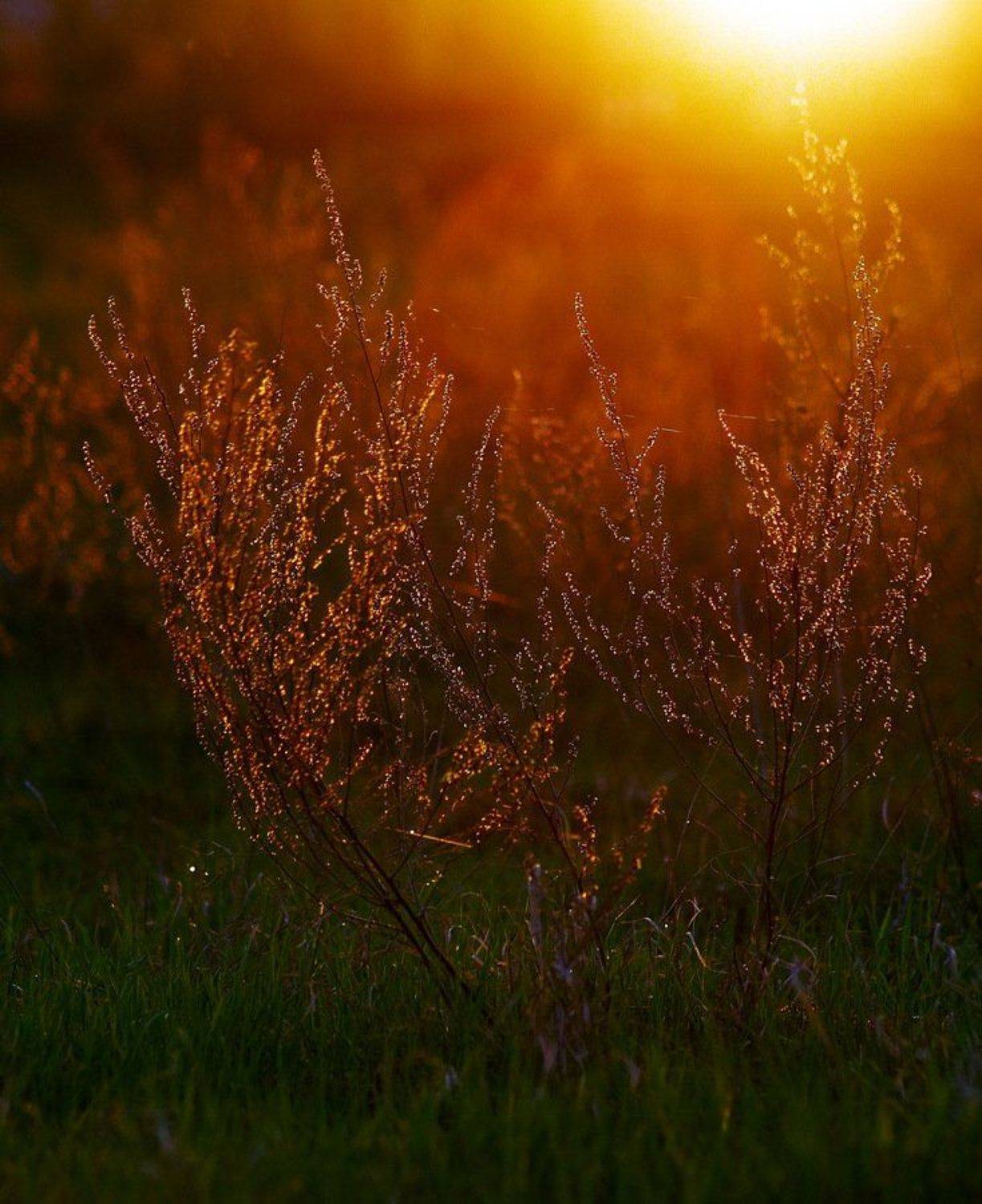 , Максим Негода