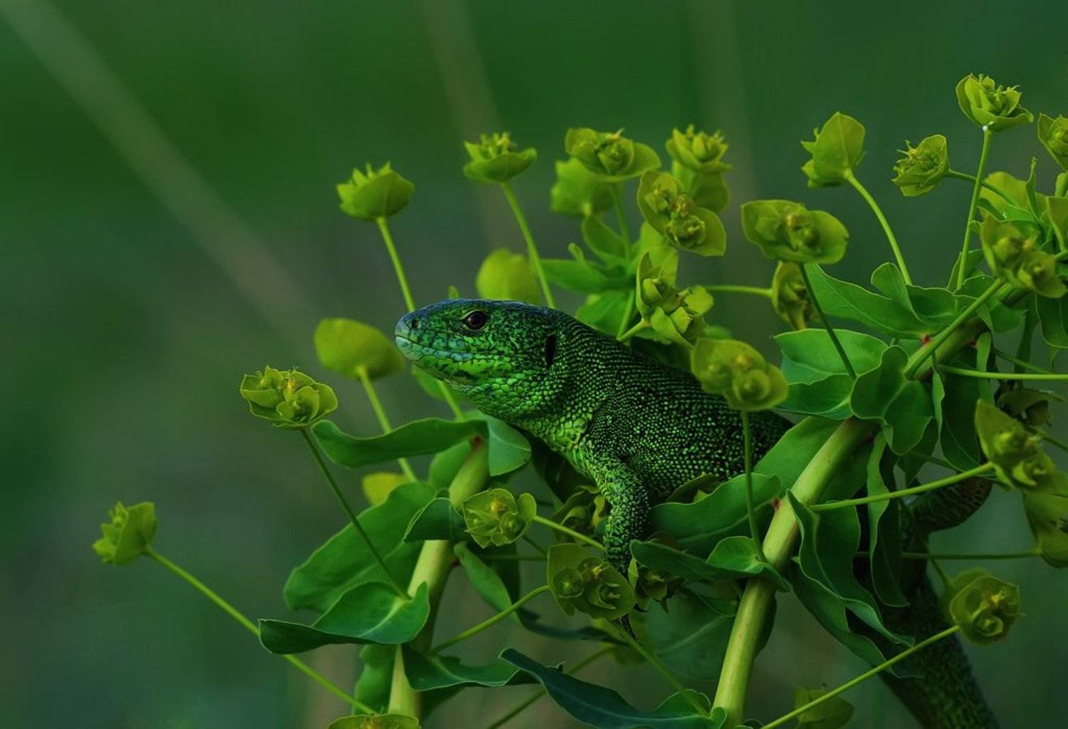 , Татьяна Аверина