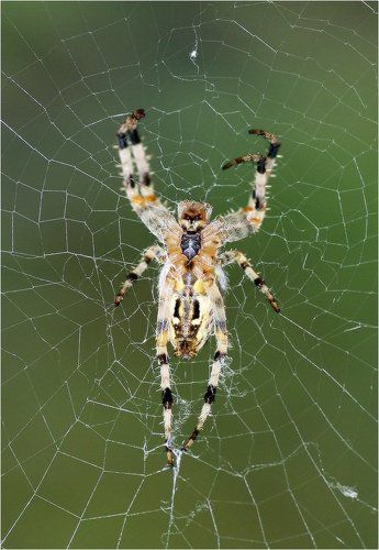 Человек-паук