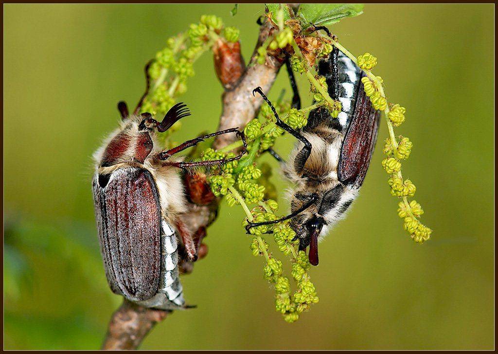 макро,жуки,фауна,, Евгений Кирилкин.