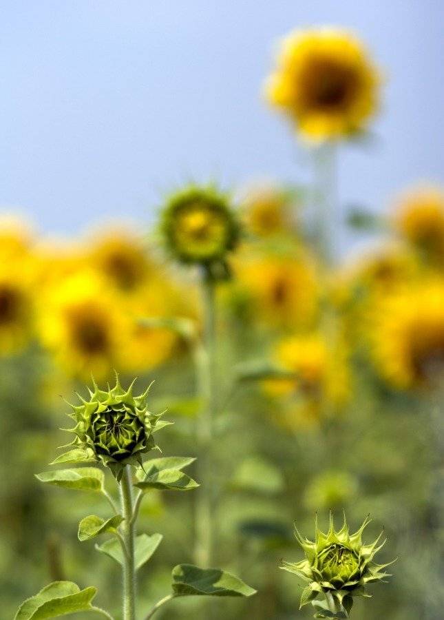 подсолнух, лето, поле, развитие, детство, юность, взросление, Александр Андреев