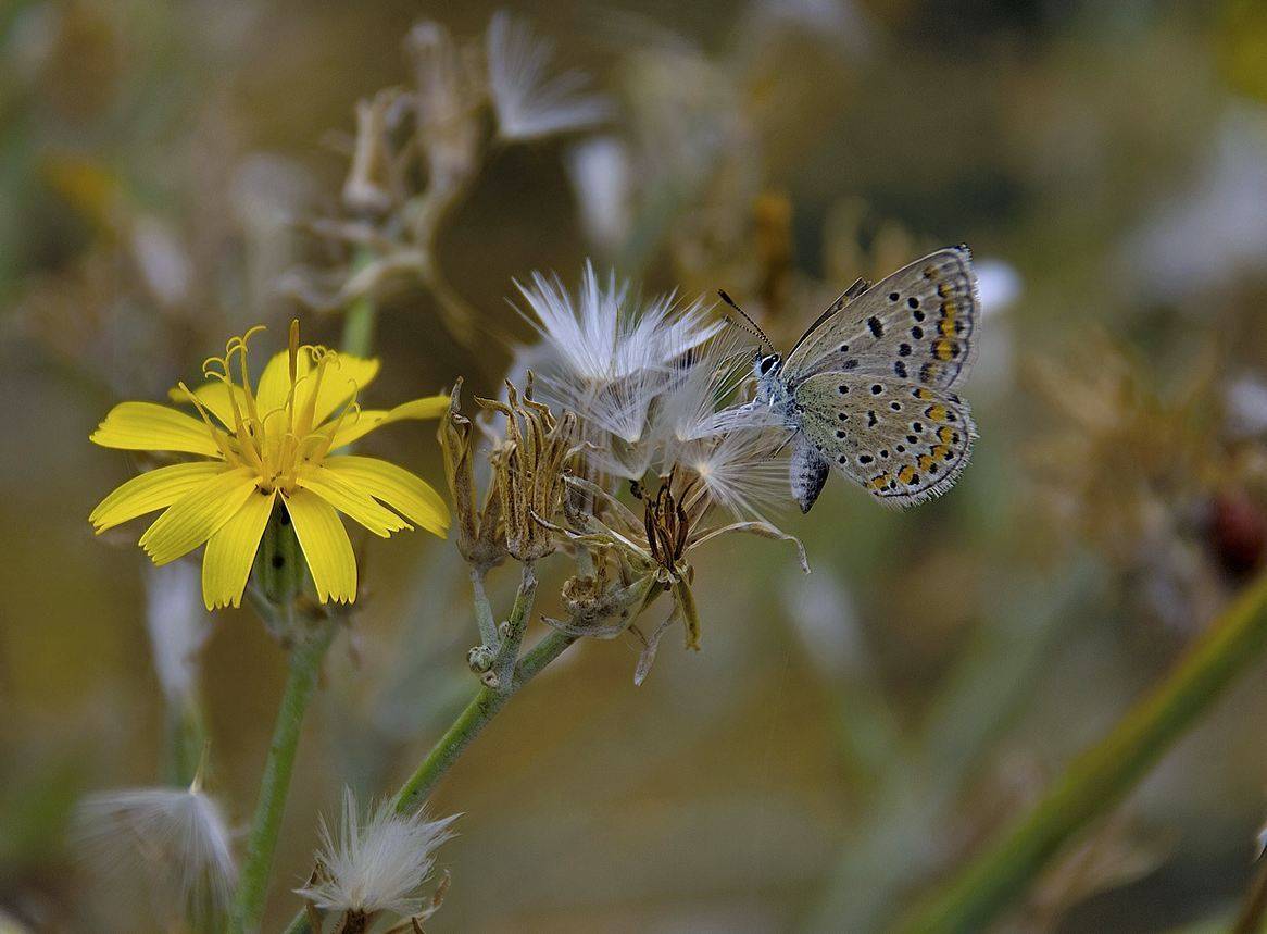 природа, Геннадий Меремьянин