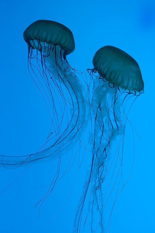 Танец фото превью