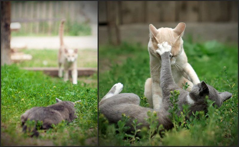 кот Засада фото превью