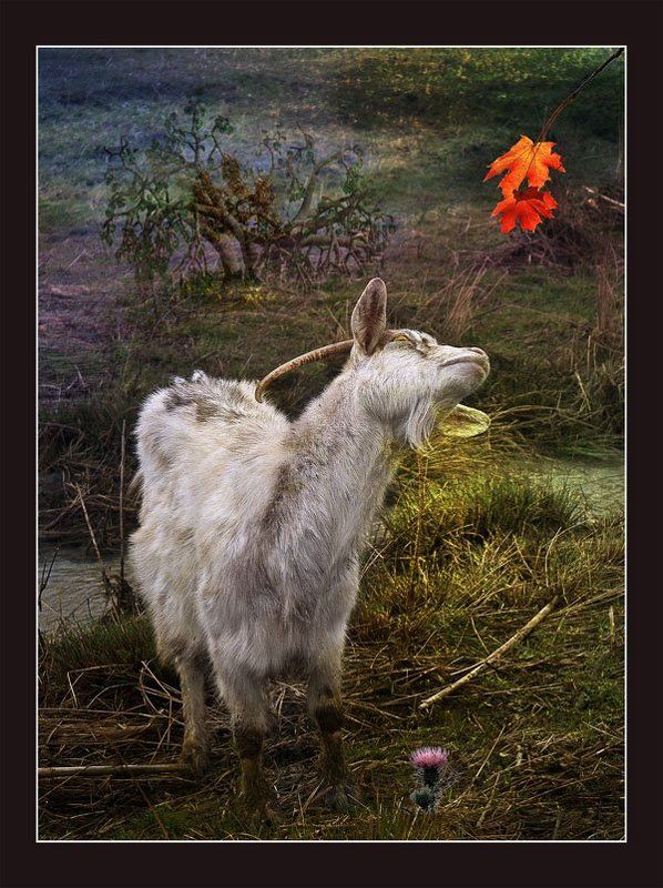 Ценитель прекрасного фото превью