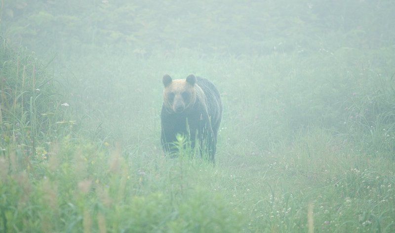 саратовка, кунашир, медведь Медведица с Саратовки фото превью