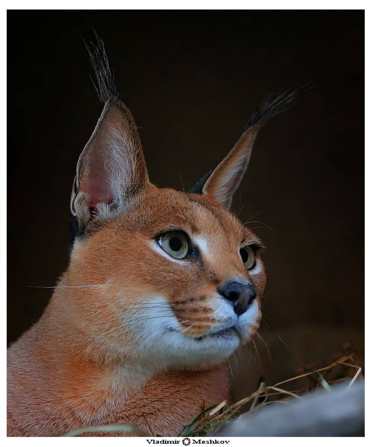 , &copy; =Vladimir  Meshkov=