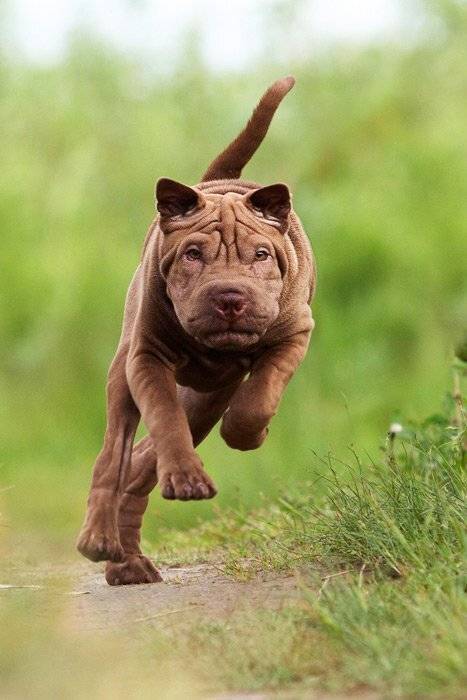 Собака, Илья Бармин