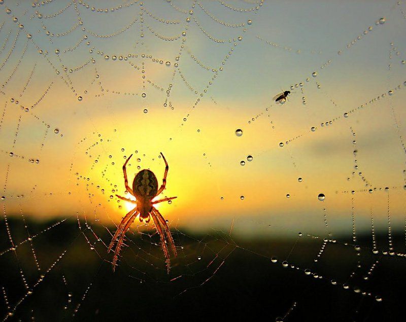 паутина, капли, паук, рассвет Сборщик жемчуга фото превью