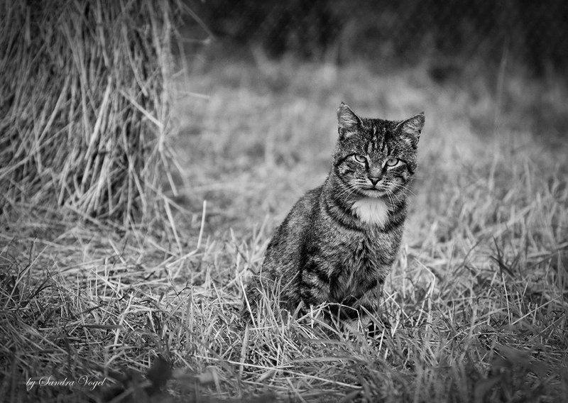 хозяин, сеновал, кот Хозяин сеновала фото превью