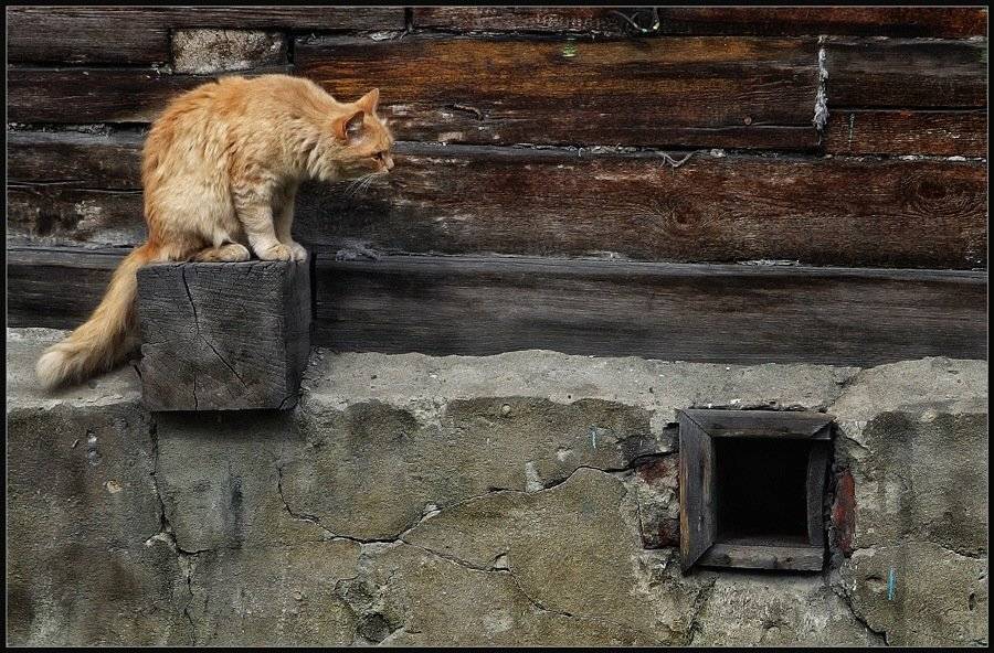 кот, кошки-мышки, владимир