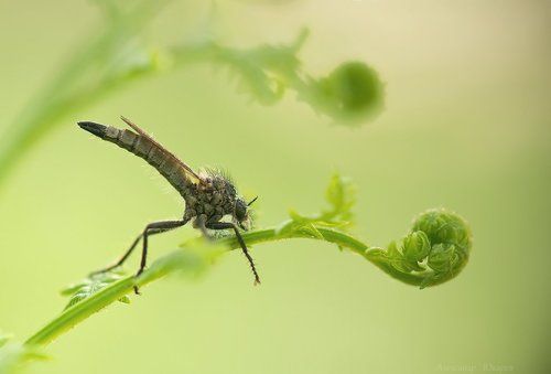 Соло на контрабасе