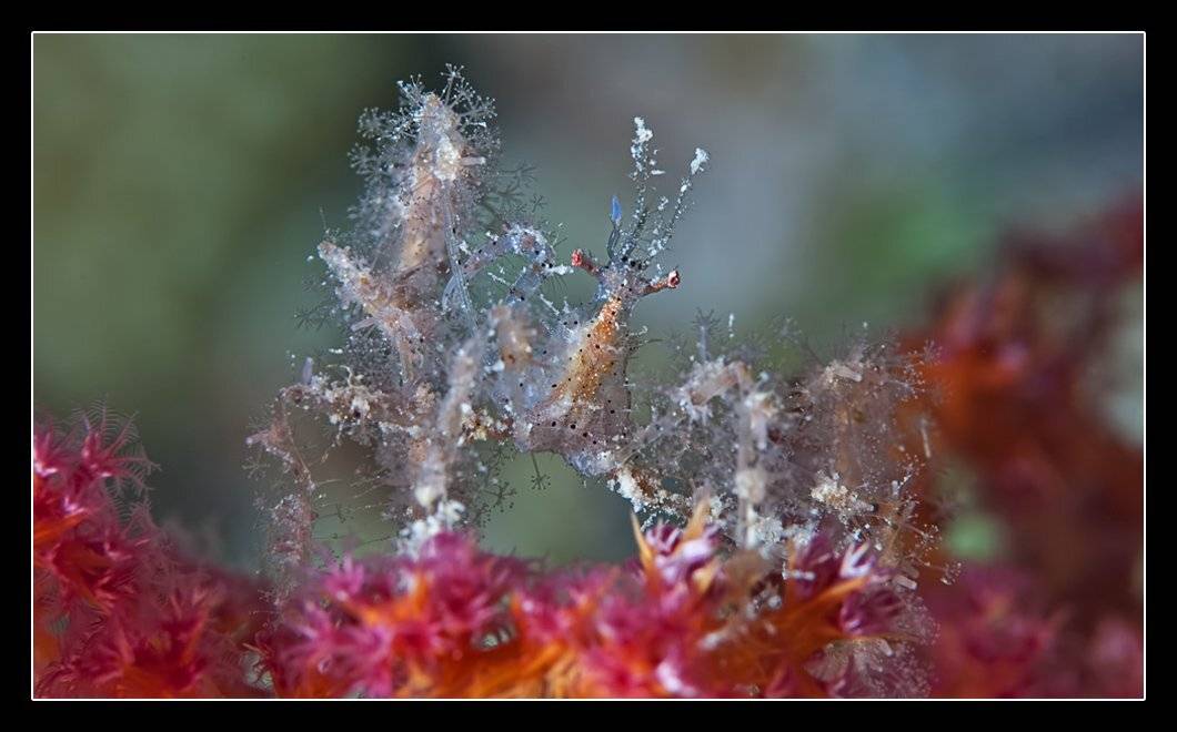 краб, паук, spider, crab, soft, coral, Дмитрий