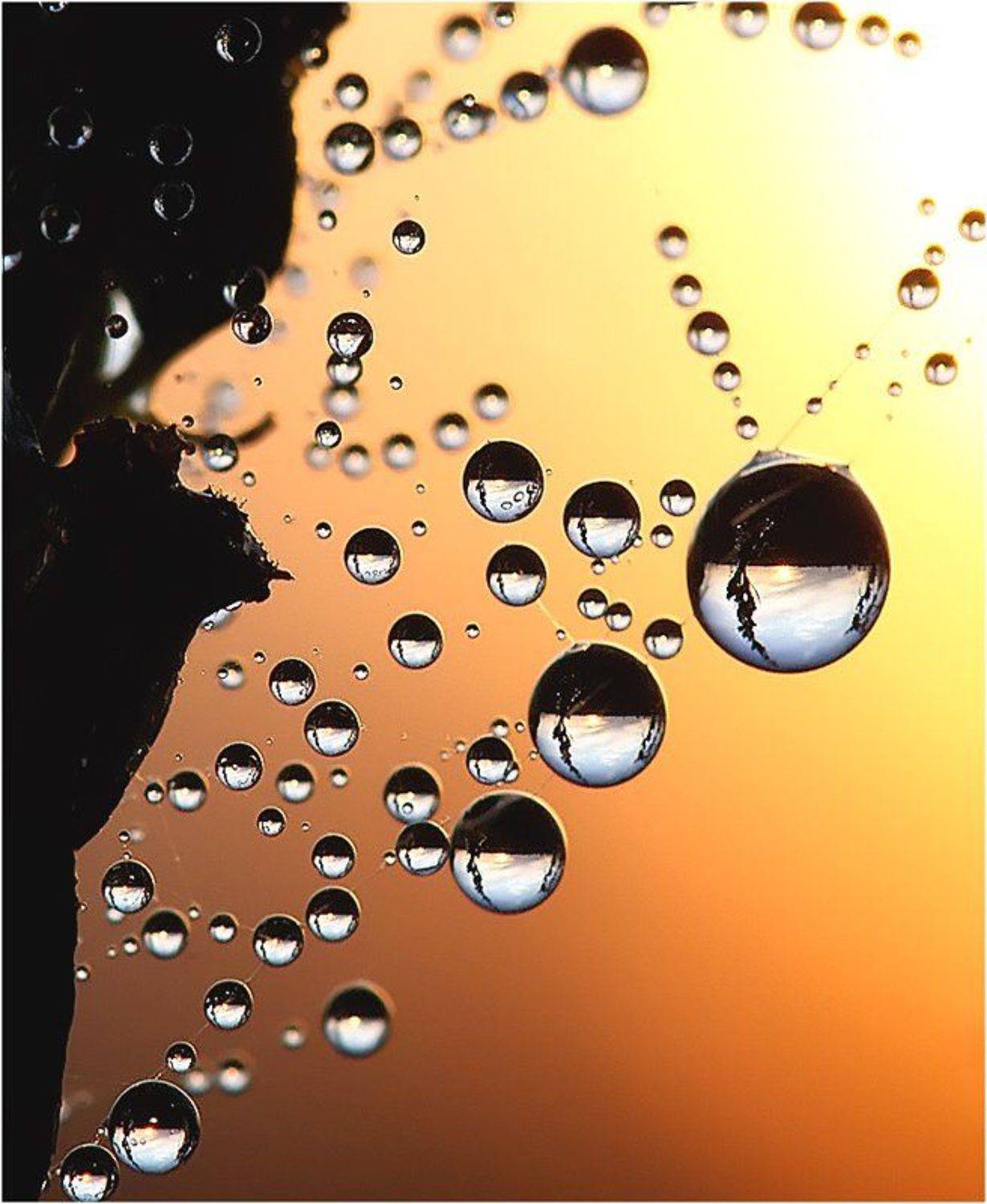 макро,закат,кали,паутина,, Евгений Кирилкин.