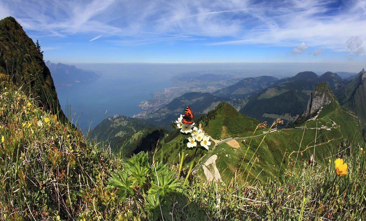 гоы, швейцария, Матвеев Николай