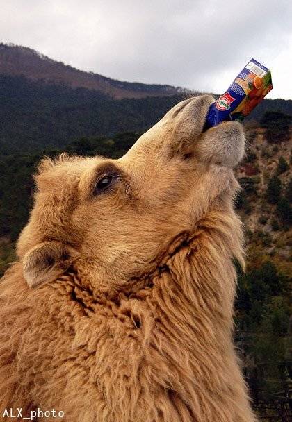 , Алексей Шевцов