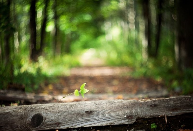 крапивка фото превью